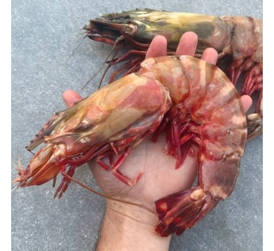 اكبر جمبرى فى العالم الكيلو ٣قطع