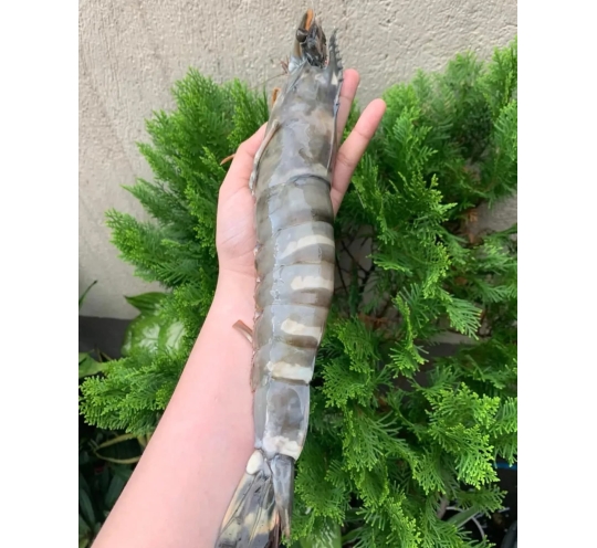 جمبرى عملاق العبوه ٨لى ٩ حبات