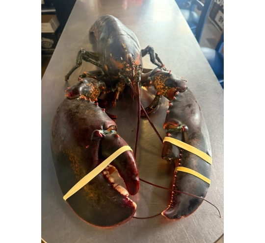 ١ك استاكوزا كندى