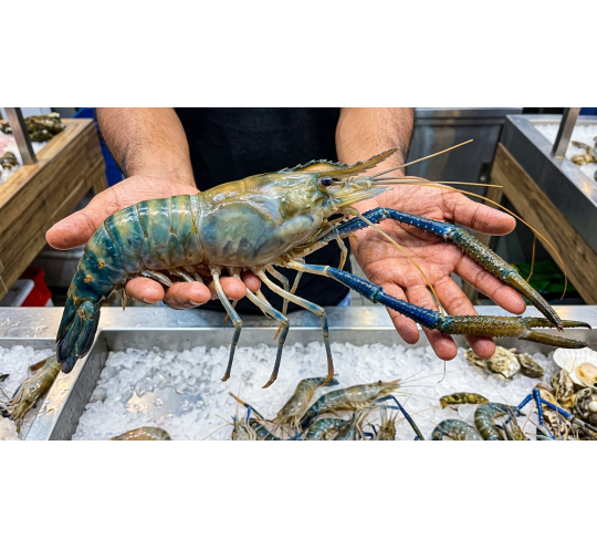 الجمبرى الوحش التايلندى- Thailand Prawn shrimp