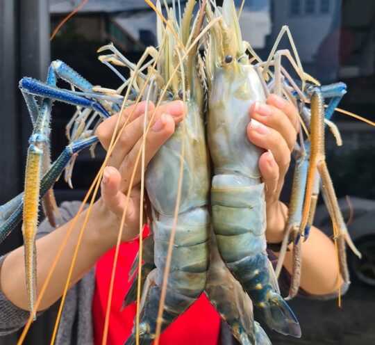 1كً الجمبرى الوحش التايلندى