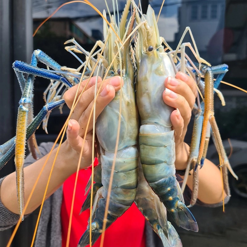 1كً الجمبرى الوحش التايلندى