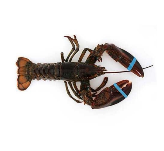 ١ك استاكوزا كندى