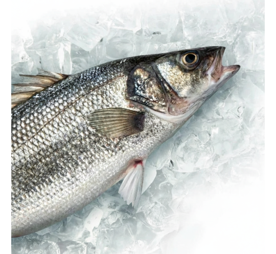 سمك قاروص كبير وزن السمكة ٢.٥ كيلو