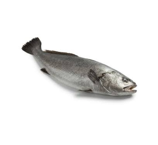 سمك لوت عملاق وزن السمك ٣.٥ كيلو