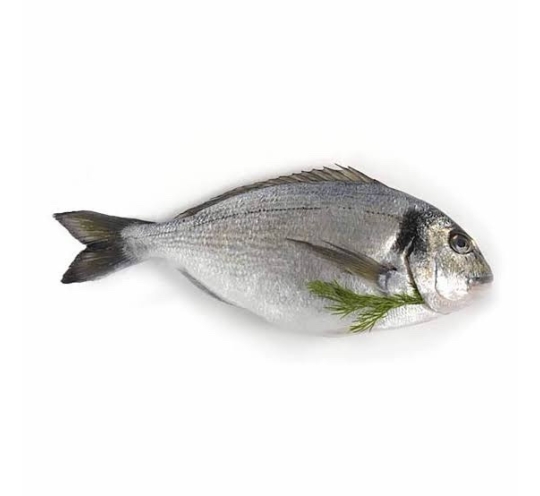 سمك دنيس كبير وزن السمك من ٥٠٠ جرام لى ٧٠٠ جرام