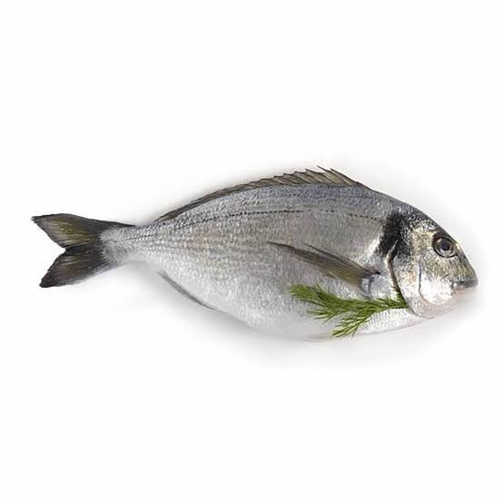 سمك دنيس كبير وزن السمك من ٥٠٠ جرام لى ٧٠٠ جرام