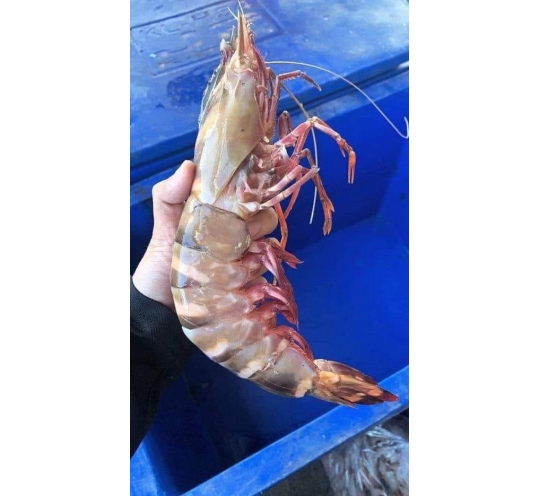 اكبر جمبرى فى العالم الكيلو ٣قطع