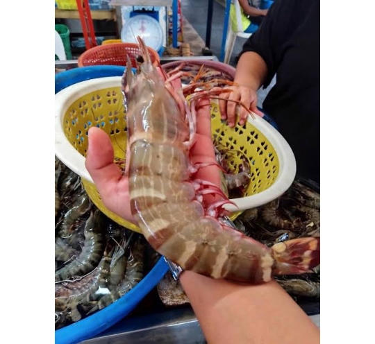 اكبر جمبرى فى العالم الكيلو 4 قطع-the biggest shrimp u4
